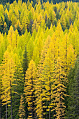 Forests of Western Larch Larix occidentalis displaying their golden needles in autumn,  Flathead National Forest Montana USA