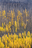 Western Larch Larix occidentalis displaying their golden needles in autumn among a partially burned forest,  Flathead National Forest Montana USA
