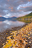 Fallen leaves line the shore of Lake McDonald as a passing storm glows in the evening light,  Glacier National Park Montana USA