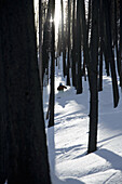Man skiing through trees  Sun Valley,  Idaho  Model released