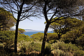 Parque Natural de la Breña y Marismas del Barbate,  pine forest and Atlantic Ocean,  Barbate. Costa de la Luz,  Cadiz province,  Andalucia,  Spain