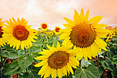 Sunflowers field. Malaga province, Andalucia, Spain