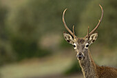 Red Deer (Cervus elaphus). Sierra de Cazorla,  Segura and Las Villas Natural Park,  Jaen province,  Andalucia,  Spain
