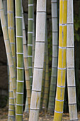 A stand of multi-colored bamboo in a garden of Nijo castle in Kyoto
