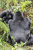 Mountain gorilla family (Gorilla beringei beringei) Volcanoes National Park,  Rwanda,  Africa