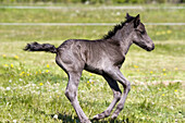 Dark grey foal running in a field