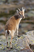 Capra pyrenaica, Color, Colour, Gredos, Iberian, Ibex, Ibexes, Mammal, Spain, Spanish Ibex, Spanish Ibexes, Wild Goat, Wild Goats, T69-846501, agefotostock 