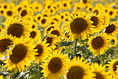 Color, Colour, Cuenca, Flower, nature, Spain, Sunflower, Yellow, T69-850893, agefotostock 