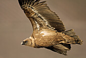 Animal, Animals, Bird, Bird of prey, Color, Colour, Fauna, Flight, Fly, Griffon Vulture, Griffon Vultures, Gyps fulvus, nature, Predatory, Spain, Wild, Wildlife, T69-850925, agefotostock 