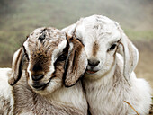 baby goats nuzzling