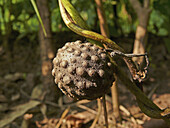 Aerial tubers,  greater yam called as ´Kokan Ghorkand´,  Dioscorea alata cv A root Crop Ratnagiri,  Maharashtra,  India