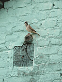 House sparrow on a wooden log,  Passer domesticus,  family sparrows Passeridae