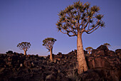 Quiver tree forest at dusk Aloe dichotoma Namibia Kokerboom Forest Preserve