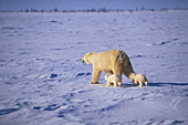 Polar bear and cub Ursus Maritimus