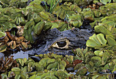 Pantanal Close-up of caiman Caiman crocodilius yacare head and mouth,  side view
