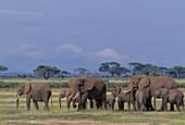 African Elephant herd Loxodonta africana & cattle egrets