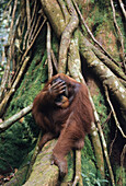 Orangutan Hiding Pongo Pygmaeus
