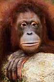 Sumatran Orangutan Pongo pygmaeus