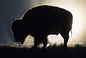 American Bison Bison bison