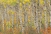 Aspen trees in the fall