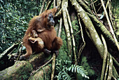 Sumatran orangutan Pongo pygmaeus abelii