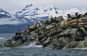 Steller sea lions Eumetopias jubatus