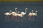 Greater Flamingo (Phoenicopterus ruber),  Gujarat,  India