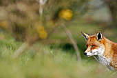 Red fox vulpes vulpes