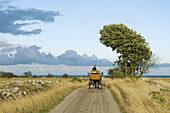 Man driving a horsecart on a country road.