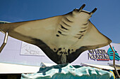 Manta Ray Sculpture at Entrance of The Florida Aquarium,  Tampa