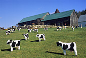 Exhibition of fancy cows,  Woodstock region,  Vermont,  United States of America
