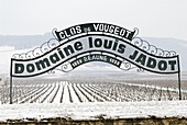 Vineyard of Clos de Vougeot,  Cotes d´Or,  France