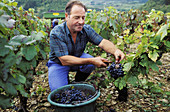 Grape harvest,  Vineyard of the Hautes Cotes de Beaune,  Cotes d´Or,  France