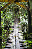 Color, Colour, Forest, Jungle, Panama, Rain, V61-862137, agefotostock 