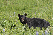 Amerikanischer Schwarzbär / American Black Bear / Ursus americanus / Kluane-Nationalpark / Kluane National Park and Reserve,  Kanada,  canada,  USA