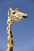 giraffe Giraffa camelopardalis neck and head