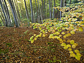 Beech in autumn in Ezcaray - Sierra de la Demanda - La Rioja - Spain