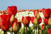Close-up and general view or Tulip´s fields up-hill