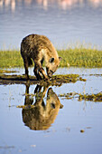 Spotted hyena or laughing Hyena reflecting in the water,   Crocuta crocuta,  Nakuru National Park,  Kenya,  East Africa