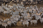 Burchell’s Zebras or Plains Zebras (Equus burchellii) crossing the Mara river; Masai Mara National Park,  Kenya,  East Africa