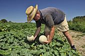 Agriculture, Farmer, Food, Fruit, Glassies, Italy, Melon, Summer, Sun, Tomato, Vegetable, Water, Worker, Zucchini, XJ9-812381, agefotostock 