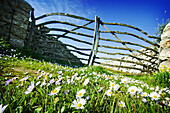 Tipica puerta menorquina en un camino de flores,  Mahón,  Islas Baleares,  España