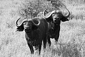 two buffalo in the grassland in s africa, looking and wondering