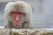 Japanese Macaque Macaca fuscata getting warm in the thermal springs protecting itself of the snow,  Jigokudani Yaen-koen,  Nagano Prefecture Japan