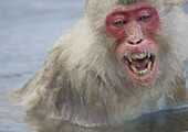 Angry Japanese Macaque Macaca fuscata,  Jigokudani Yaen-Koen,  Nagano Prefecture Japan