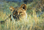 Lion (Panthera leo) _ Female,  Moremi Game Reserve,  Okawango Delta,  Botswana.