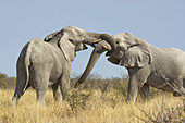 African elephant (Loxodonta africana) _ Males,  fighting,  Etosha National Park,  Namibia.