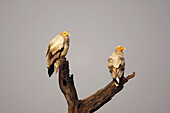 Egyptian Vulture. Keoladeo Ghana National Park,  Rajasthan,  India