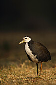 White Breasted Waterhen. Keoladeo Ghana National Park,  Rajasthan,  India