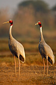 Sarus Crane. Keoladeo Ghana National Park,  Rajasthan,  India